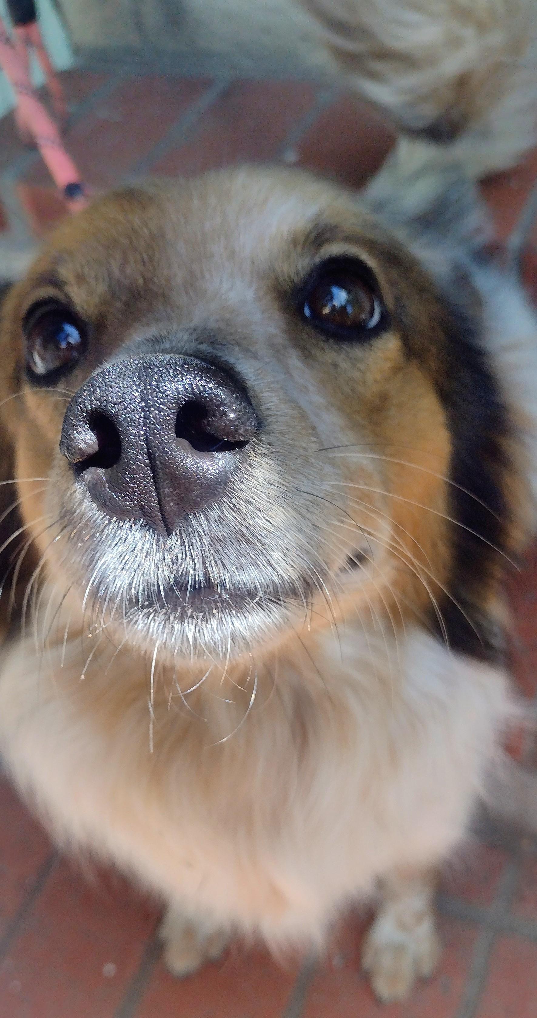 Bodie, a ADOPTABLE mixed breed in El Cajon, CA image 2/5
