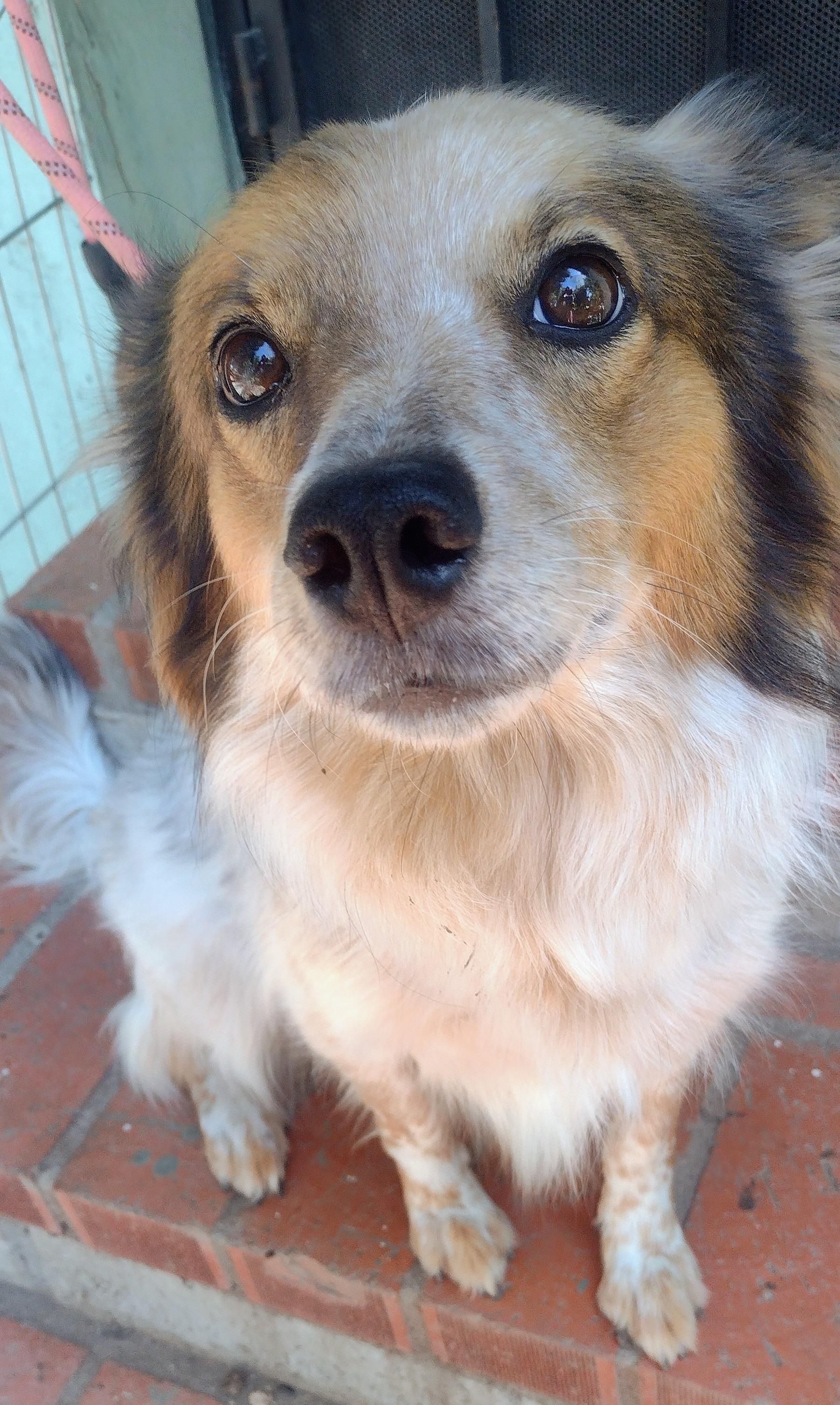 Bodie, a ADOPTABLE mixed breed in El Cajon, CA image 1/5
