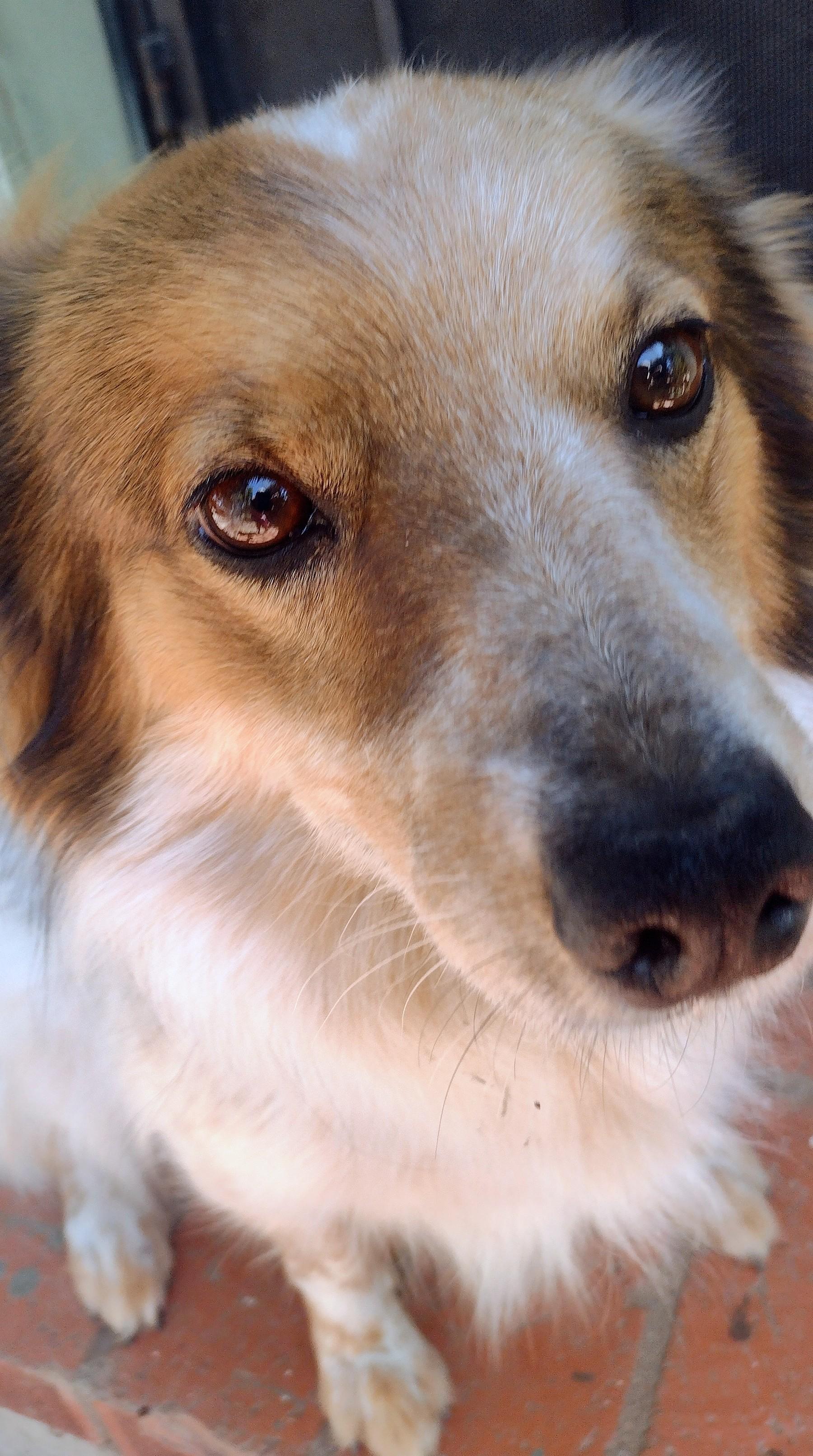 Bodie, a ADOPTABLE mixed breed in El Cajon, CA image 3/5