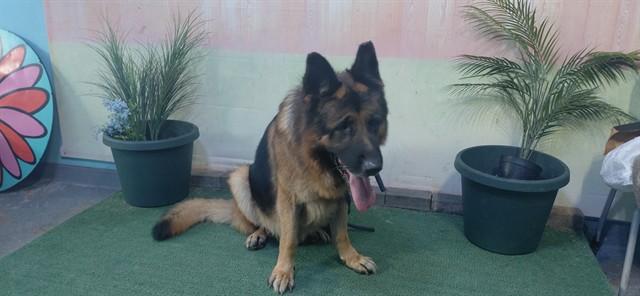 WOOLFY, Adoptable, Adult Male German Shepherd Dog & Mixed Breed.