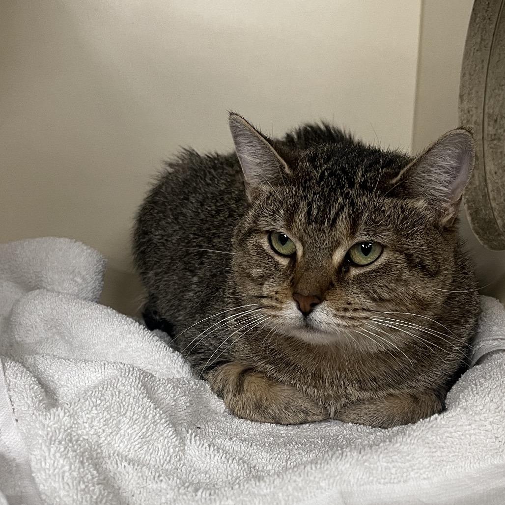 Claw-dia, a Adoptable Domestic Short Hair in Hinsdale, IL image 1/2