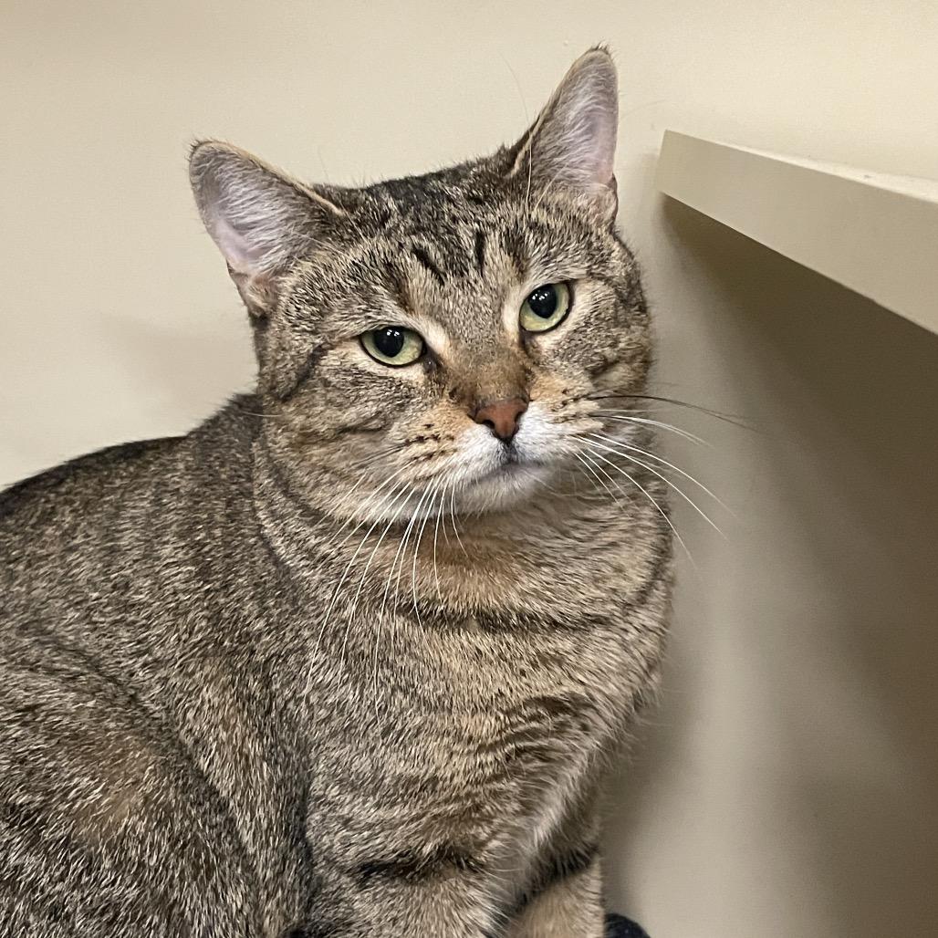 Claw-dia, a Adoptable Domestic Short Hair in Hinsdale, IL image 2/2