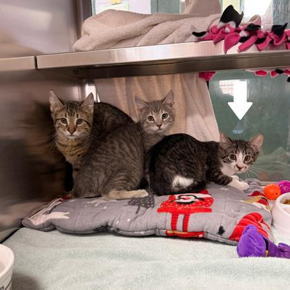 Solstice — thumbnail 2