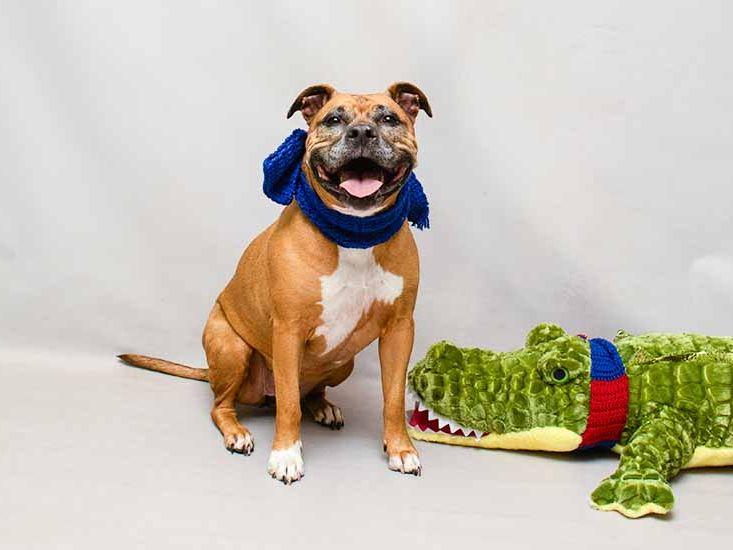 Enlarge Greta, a ADOPTABLE mixed breed in Sanford, FL image 2/2