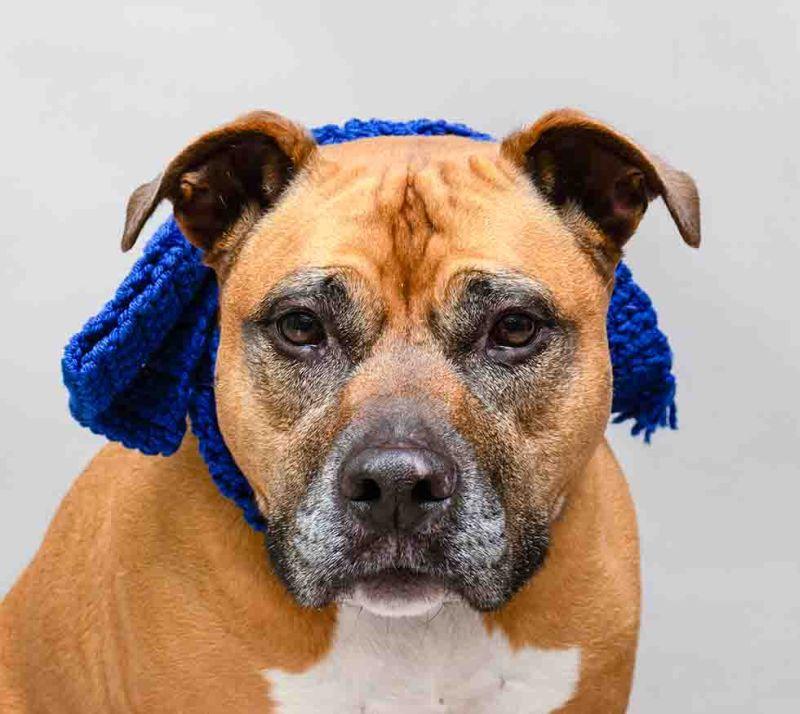 Enlarge Greta, a ADOPTABLE mixed breed in Sanford, FL image 1/2