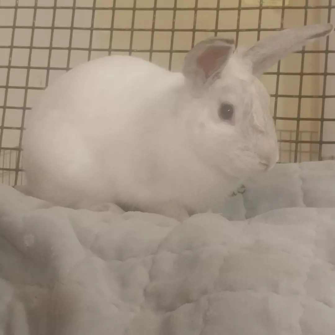 Beansprout, a Adoptable Bunny Rabbit image 1/5
