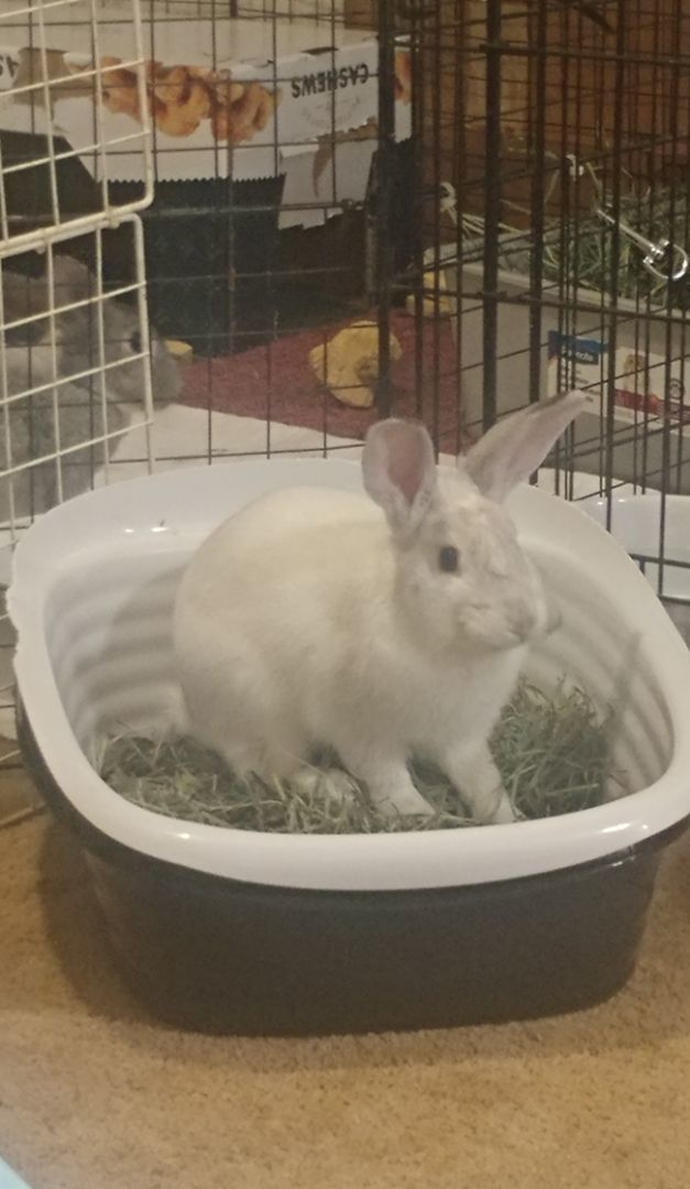 Beansprout, a Adoptable Bunny Rabbit image 3/5