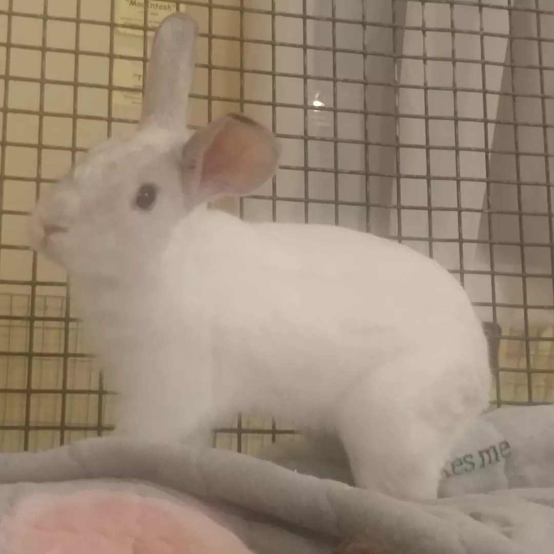 Beansprout, a Adoptable Bunny Rabbit image 4/5