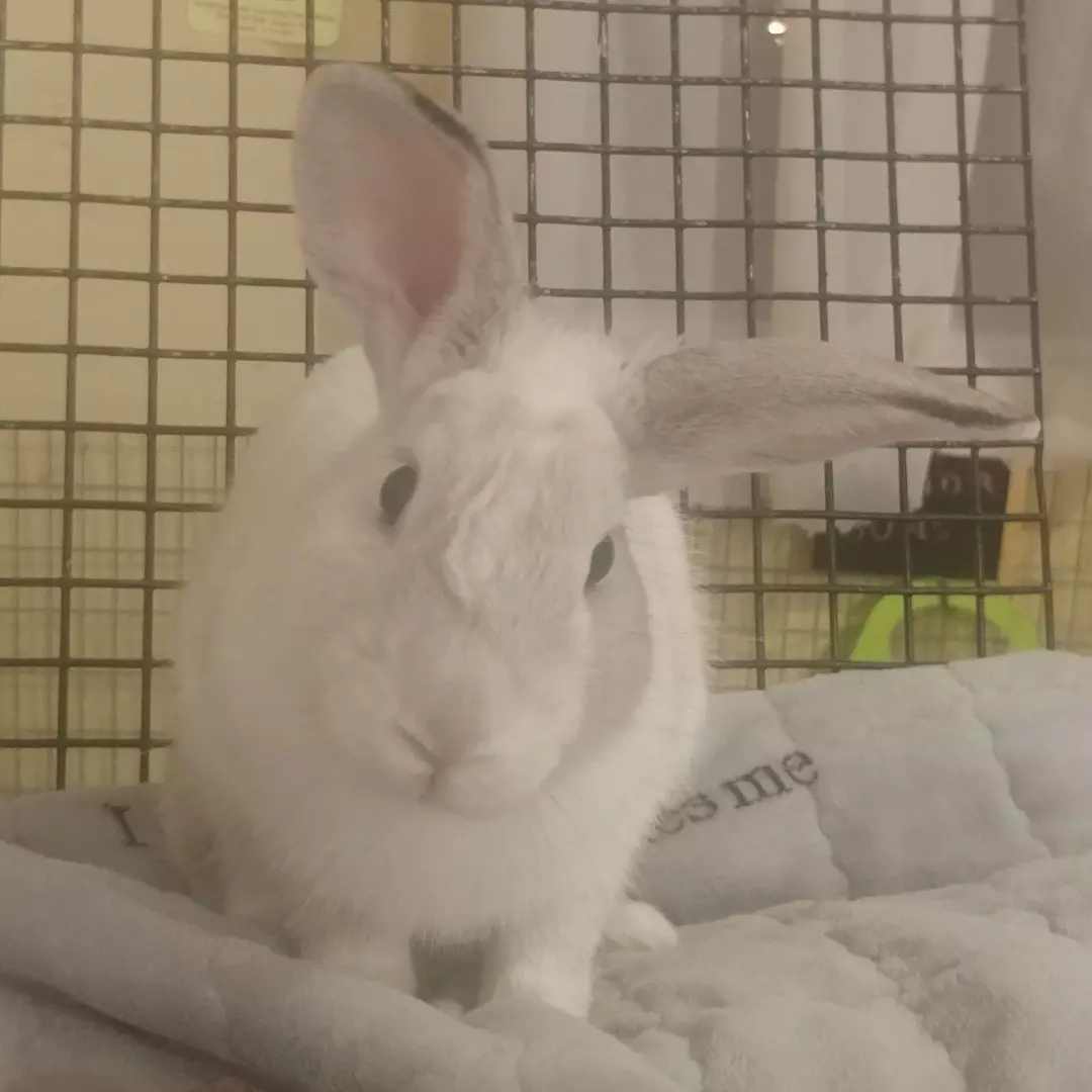 Beansprout, a Adoptable Bunny Rabbit image 5/5
