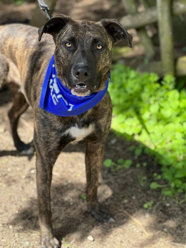 Enlarge Cyrus, a Adoptable mixed breed in Rochester, WA image 5/5