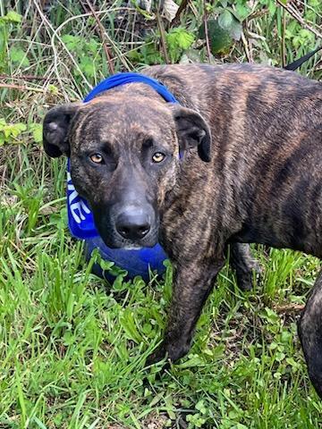 Enlarge Cyrus, a Adoptable mixed breed in Rochester, WA image 3/5