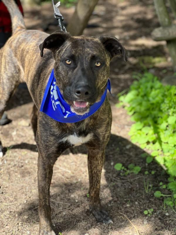 Enlarge Cyrus, a Adoptable mixed breed in Rochester, WA image 4/5