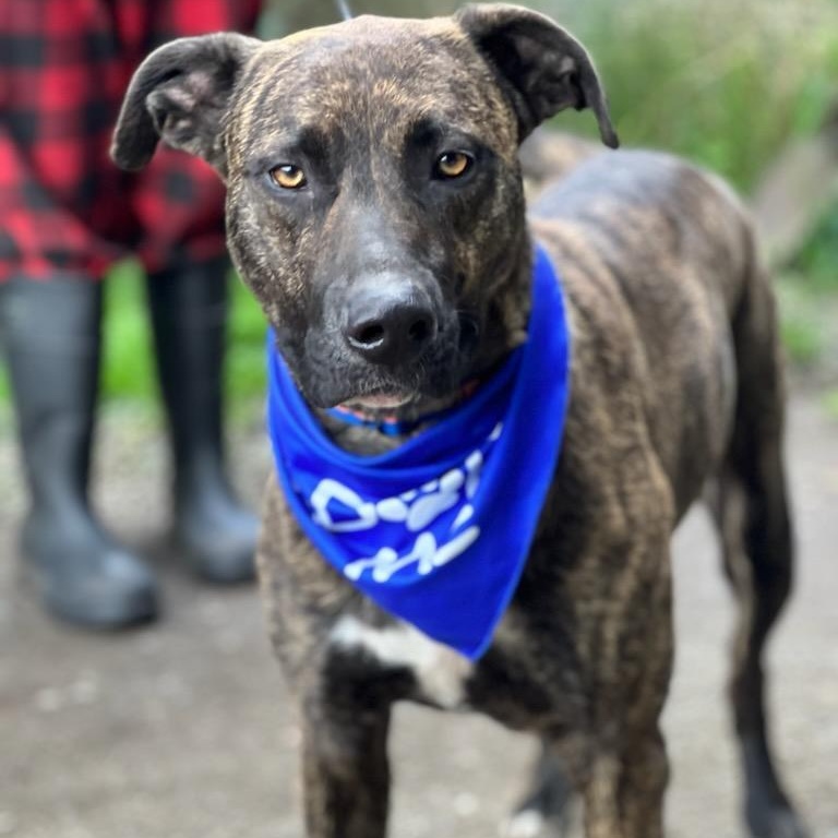 Enlarge Cyrus, a Adoptable mixed breed in Rochester, WA image 1/5