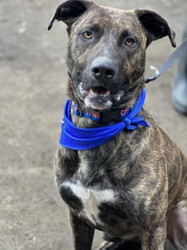 Enlarge Cyrus, a Adoptable mixed breed in Rochester, WA image 2/5