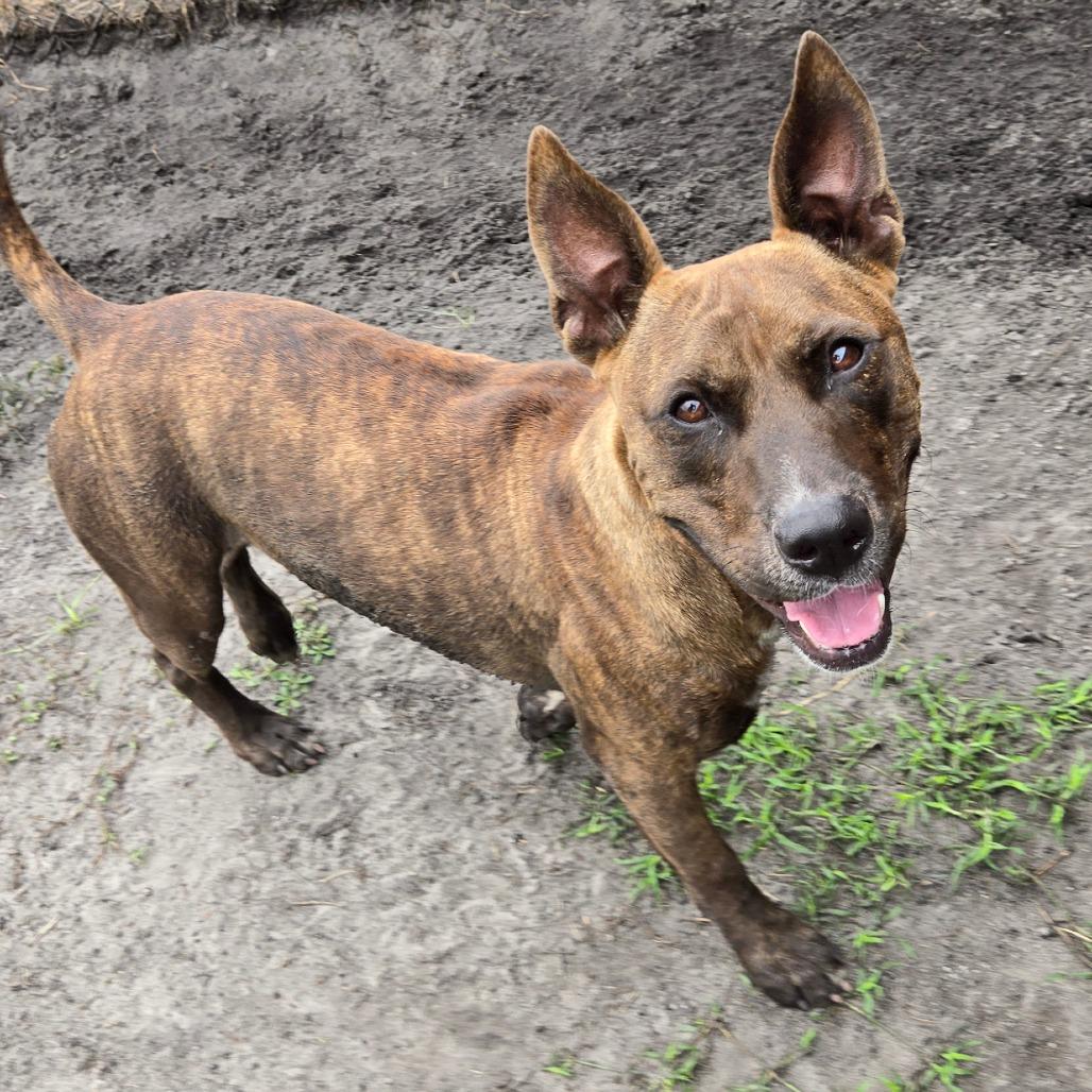 Enlarge Corn Cob, a Adoptable mixed breed in Ocala, FL image 1/6