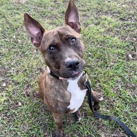 Enlarge Corn Cob, a Adoptable mixed breed in Ocala, FL image 4/6