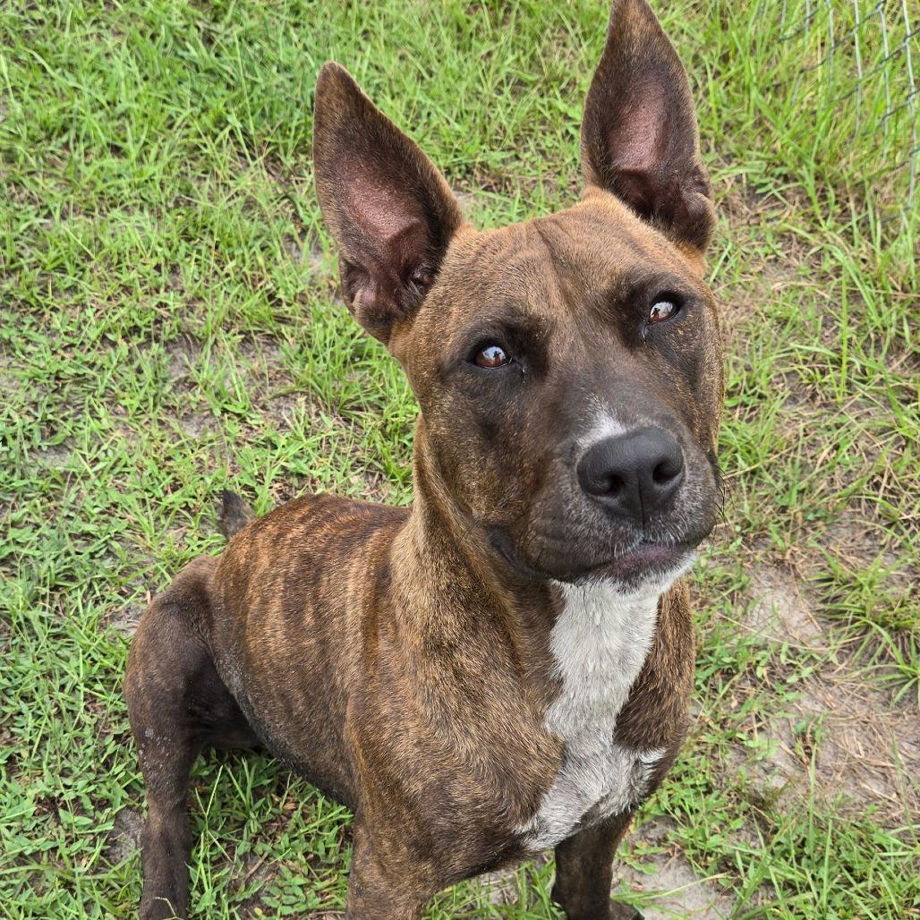 Enlarge Corn Cob, a Adoptable mixed breed in Ocala, FL image 2/6