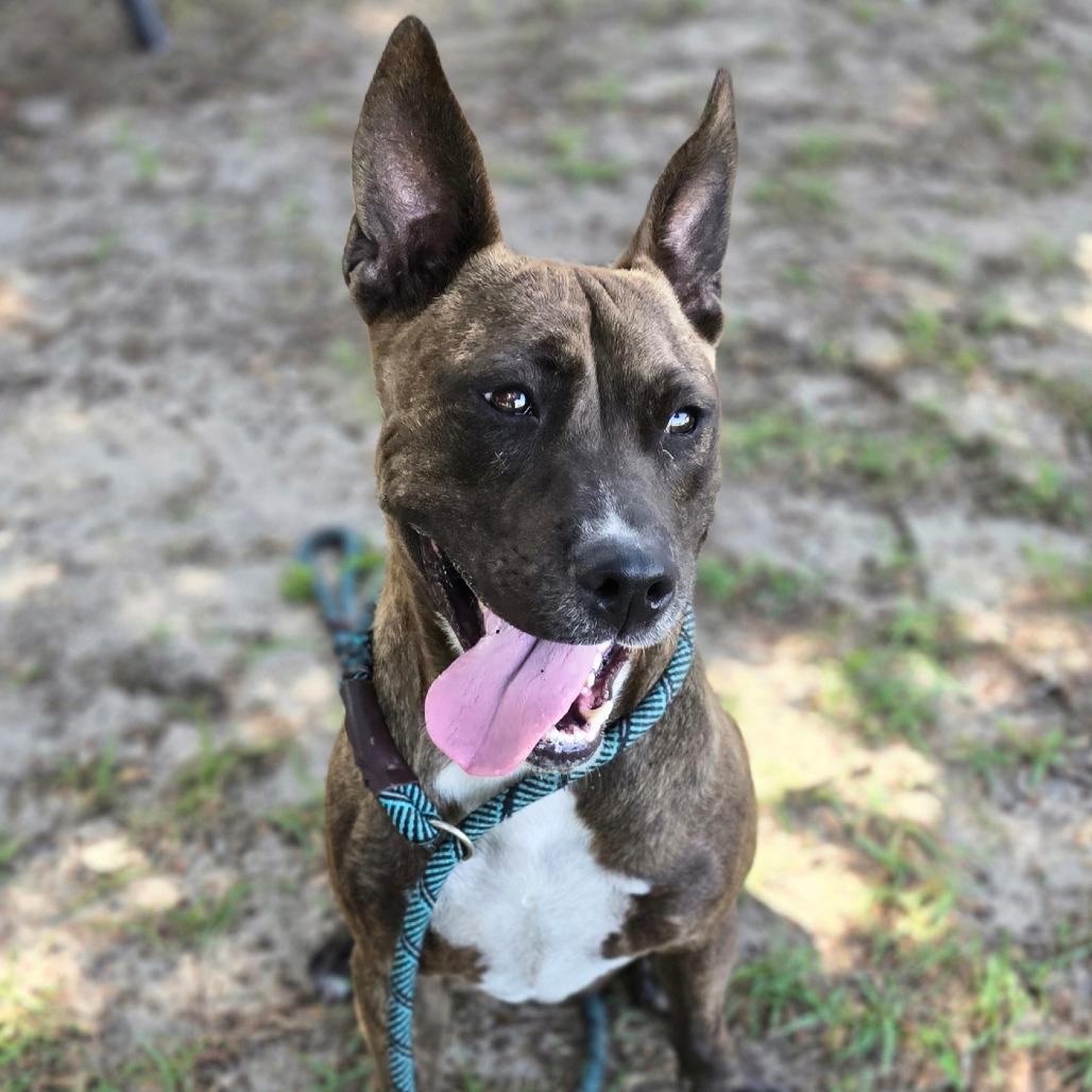 Enlarge Corn Cob, a Adoptable mixed breed in Ocala, FL image 6/6