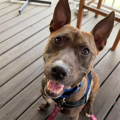 Enlarge Corn Cob, a Adoptable mixed breed in Ocala, FL image 5/6