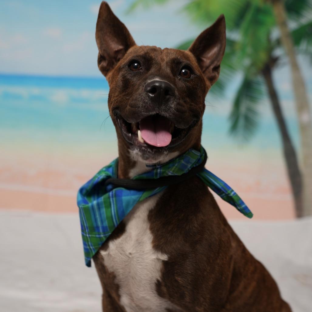 Corn Cob, ADOPTABLE, Adult Male Cattle Dog.