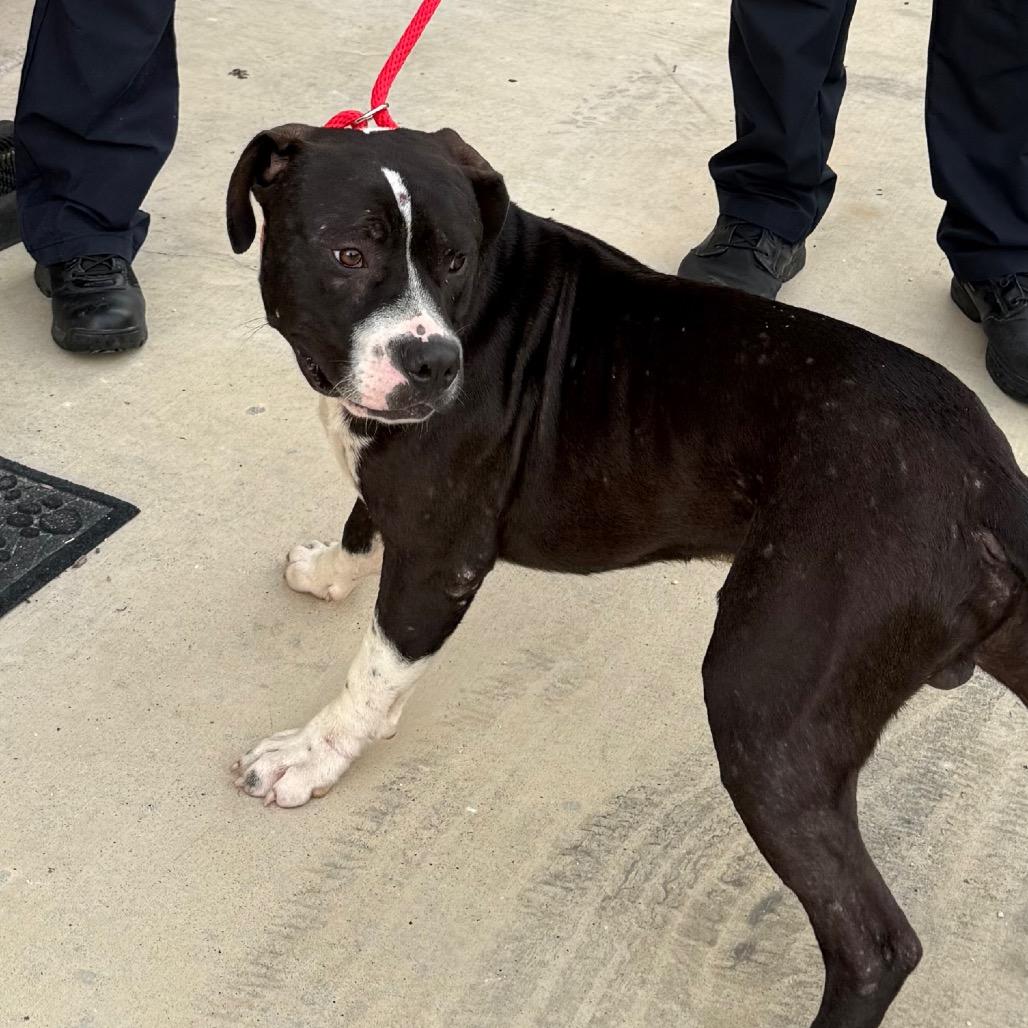 domino, Adoptable, Adult Male Pit Bull Terrier.