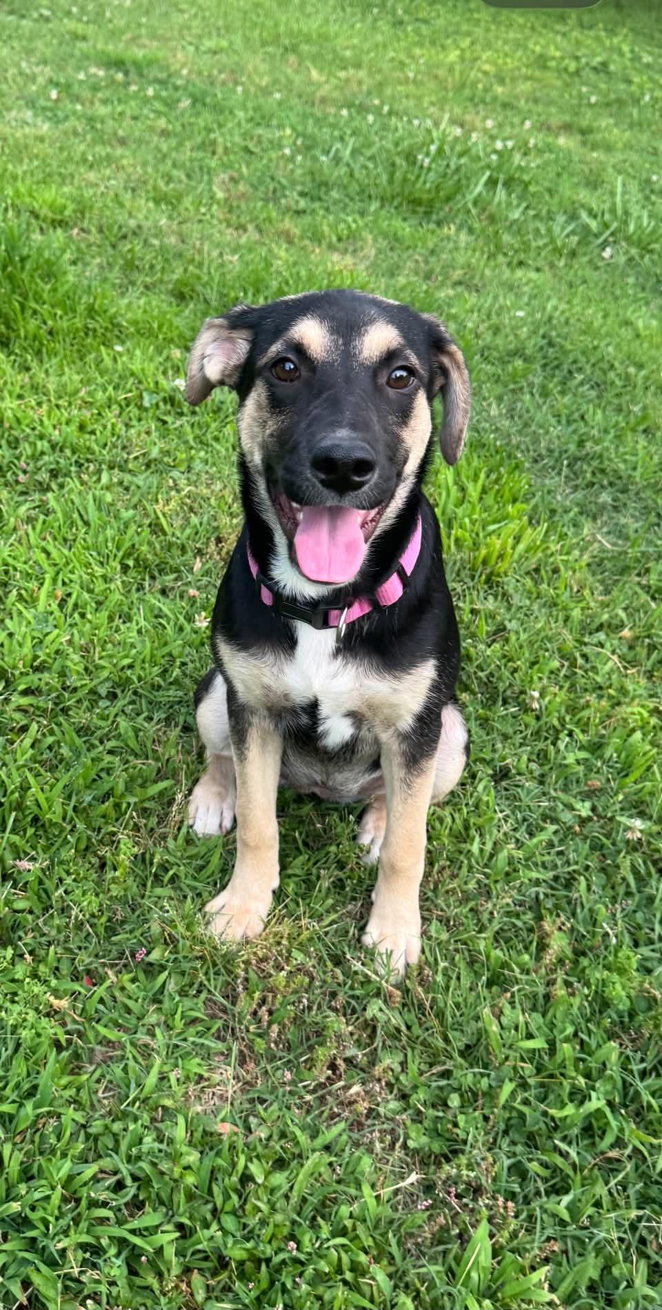 Enlarge Zuri, a ADOPTABLE mixed breed in Marengo, IL image 1/3