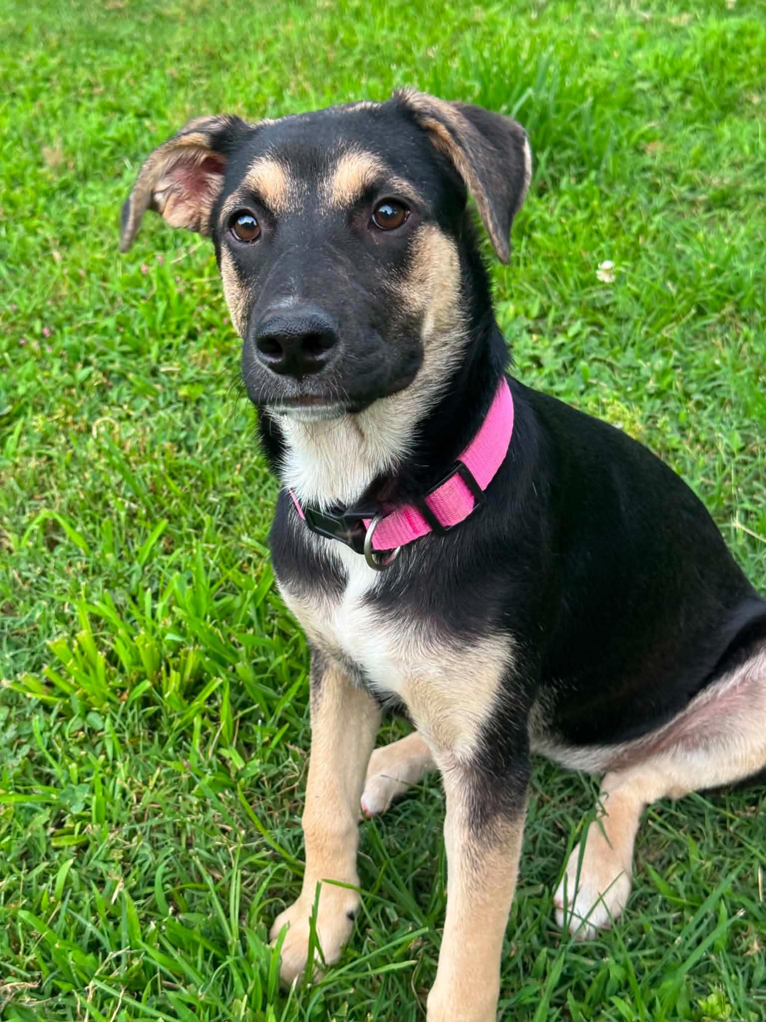 Enlarge Zuri, a ADOPTABLE mixed breed in Marengo, IL image 3/3
