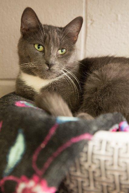 Iceman, Adoptable, Senior Male Domestic Short Hair.