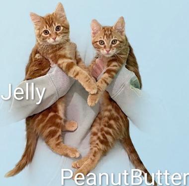 Enlarge Bonded PB Jelly, an adopted Domestic Short Hair in Fair Oaks, CA image 1/1