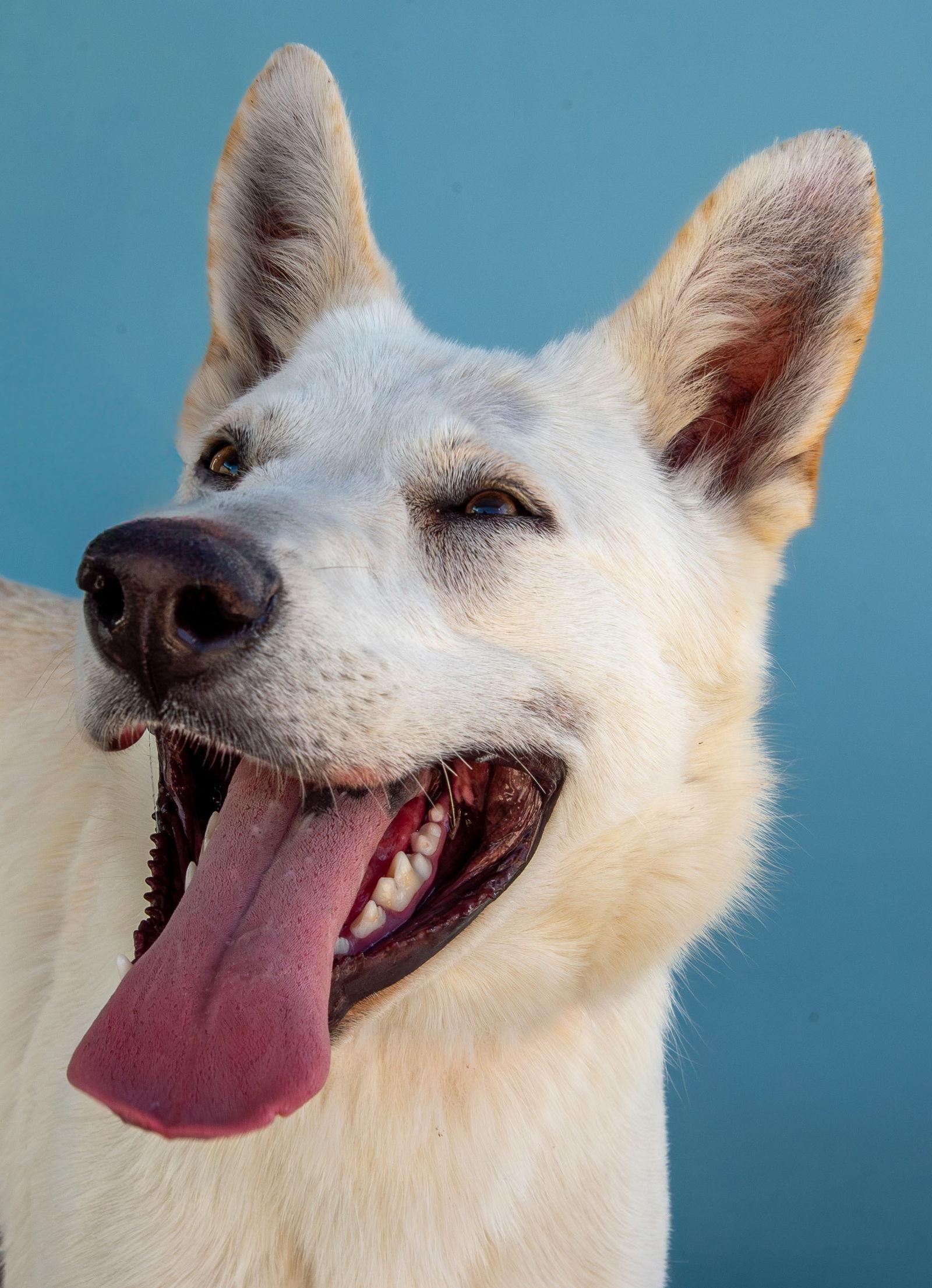 CARAMEL, a Adoptable mixed breed in Pasadena, CA image 1/2