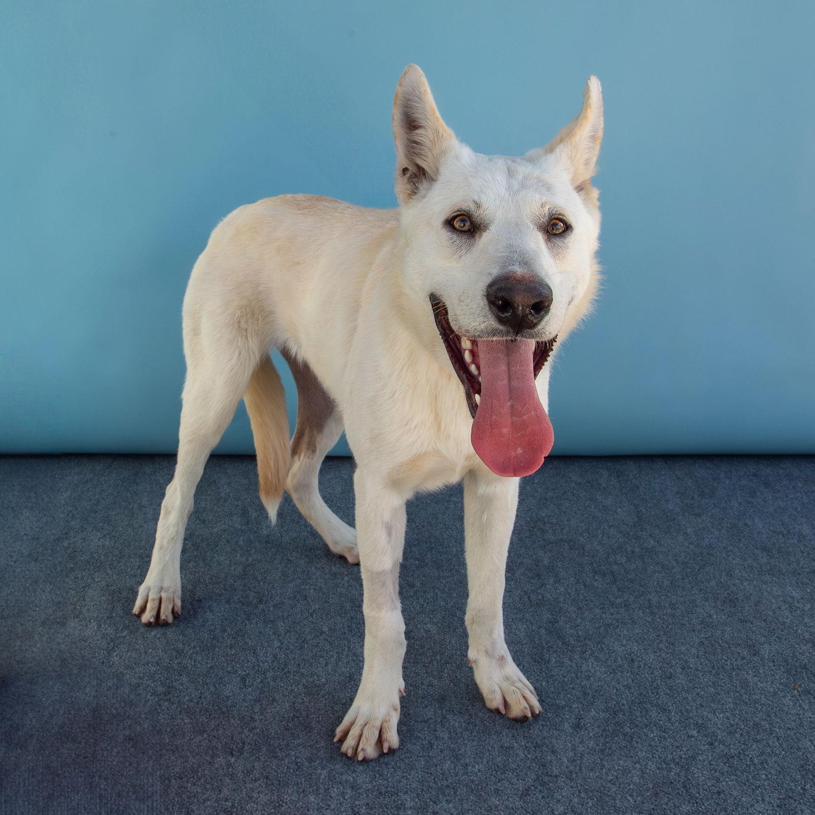 CARAMEL, a Adoptable mixed breed in Pasadena, CA image 2/2