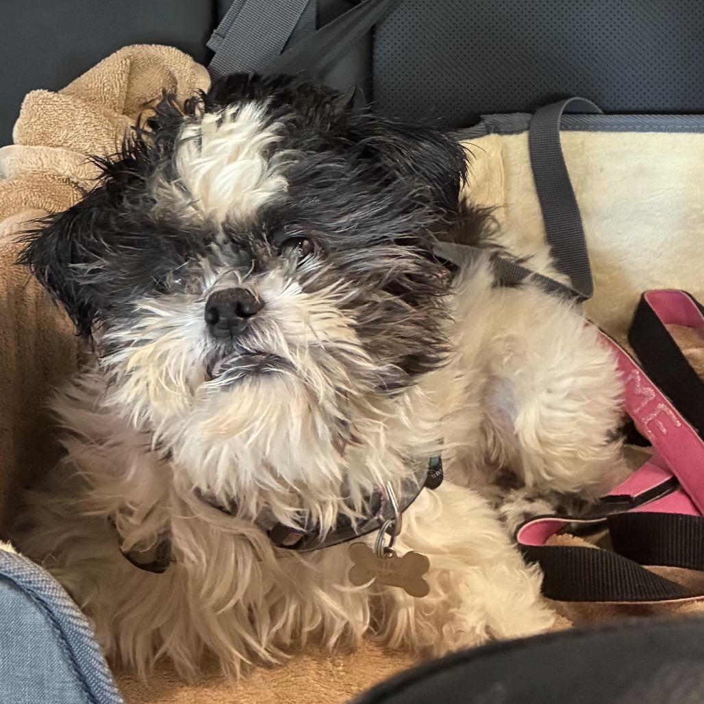 Enlarge Oscar, a Adoptable Shih Tzu in Daphne, AL image 1/2