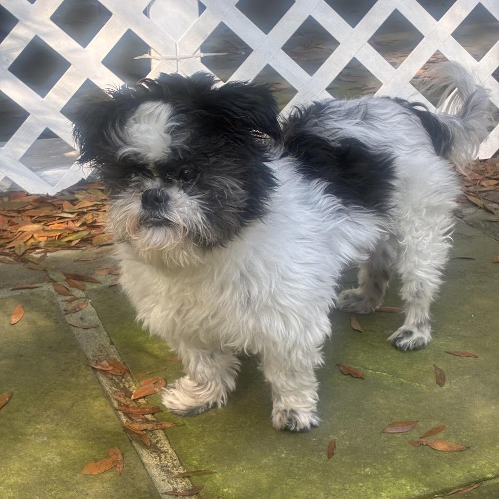 Enlarge Oscar, a Adoptable Shih Tzu in Daphne, AL image 2/2