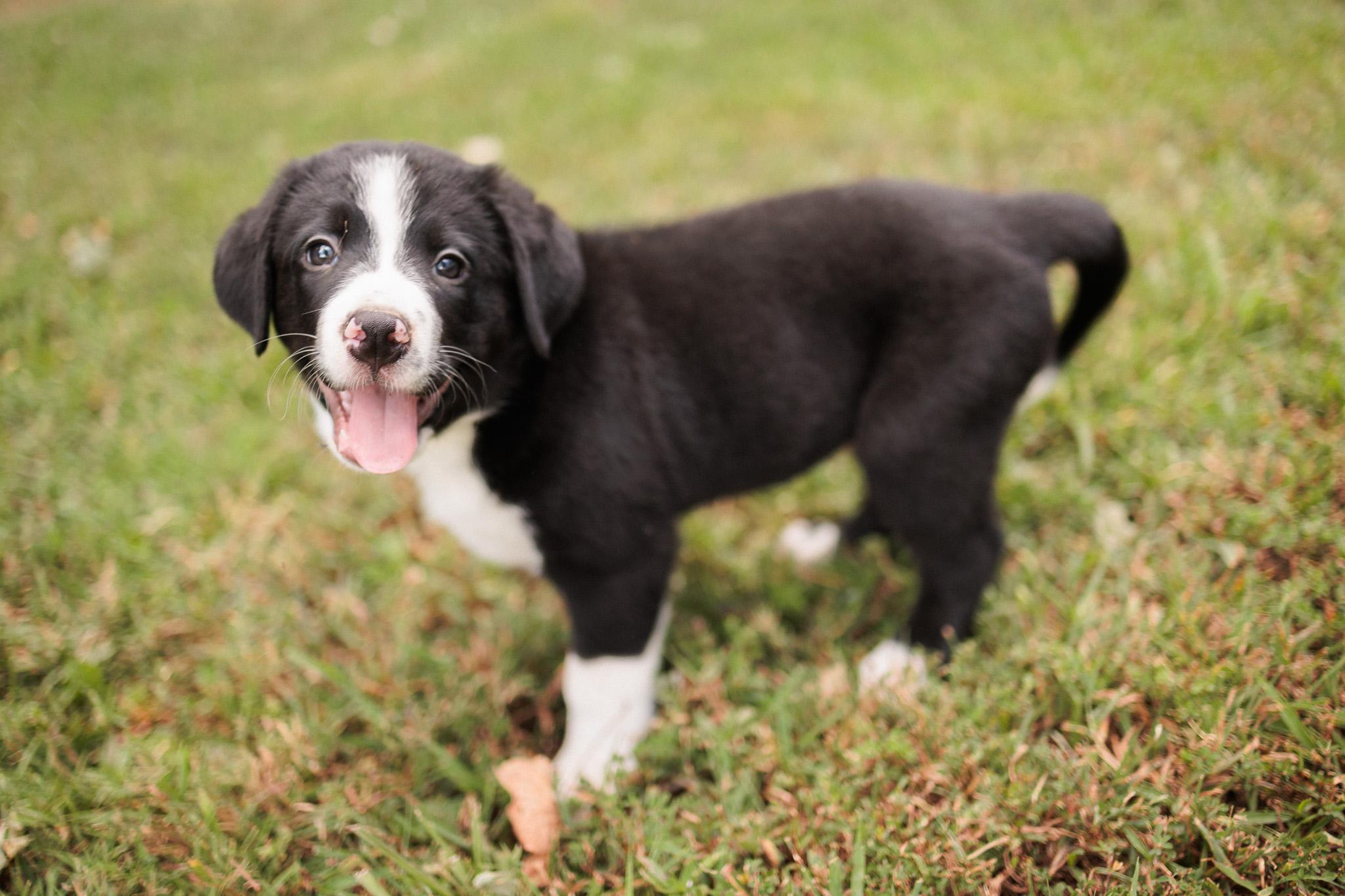 Oreo