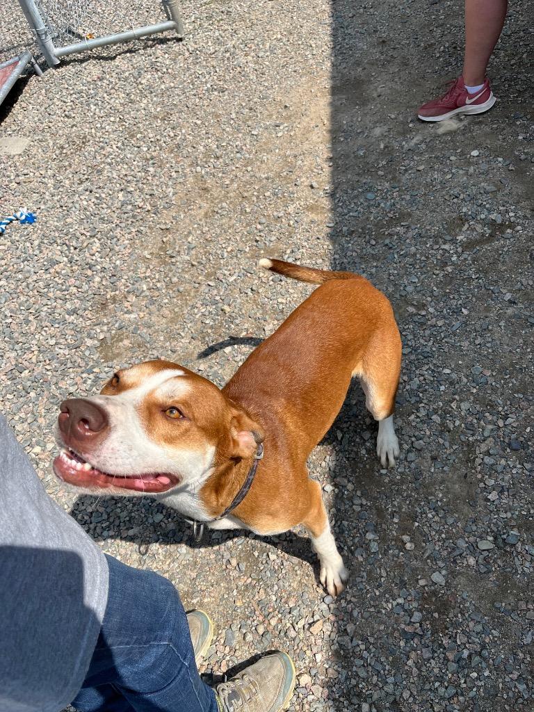 Enlarge Leo, a Adoptable mixed breed in Virginia, MN image 1/1