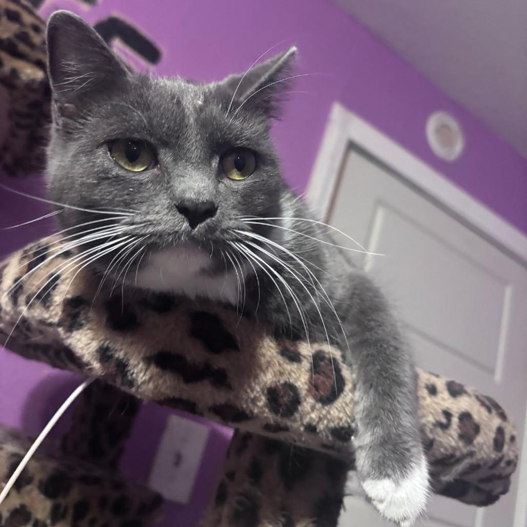 Remus, Adoptable, Young Male Domestic Short Hair.