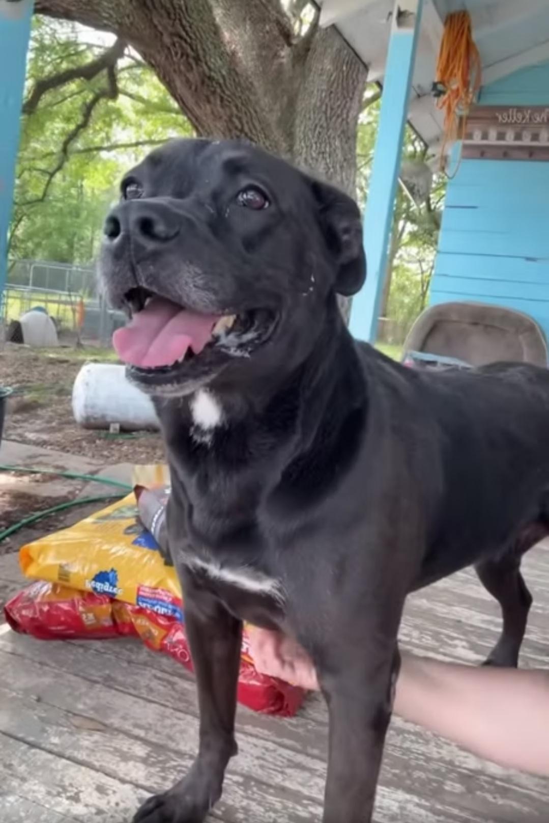 Enlarge Aries, a Adoptable mixed breed in Kentwood, LA image 1/1