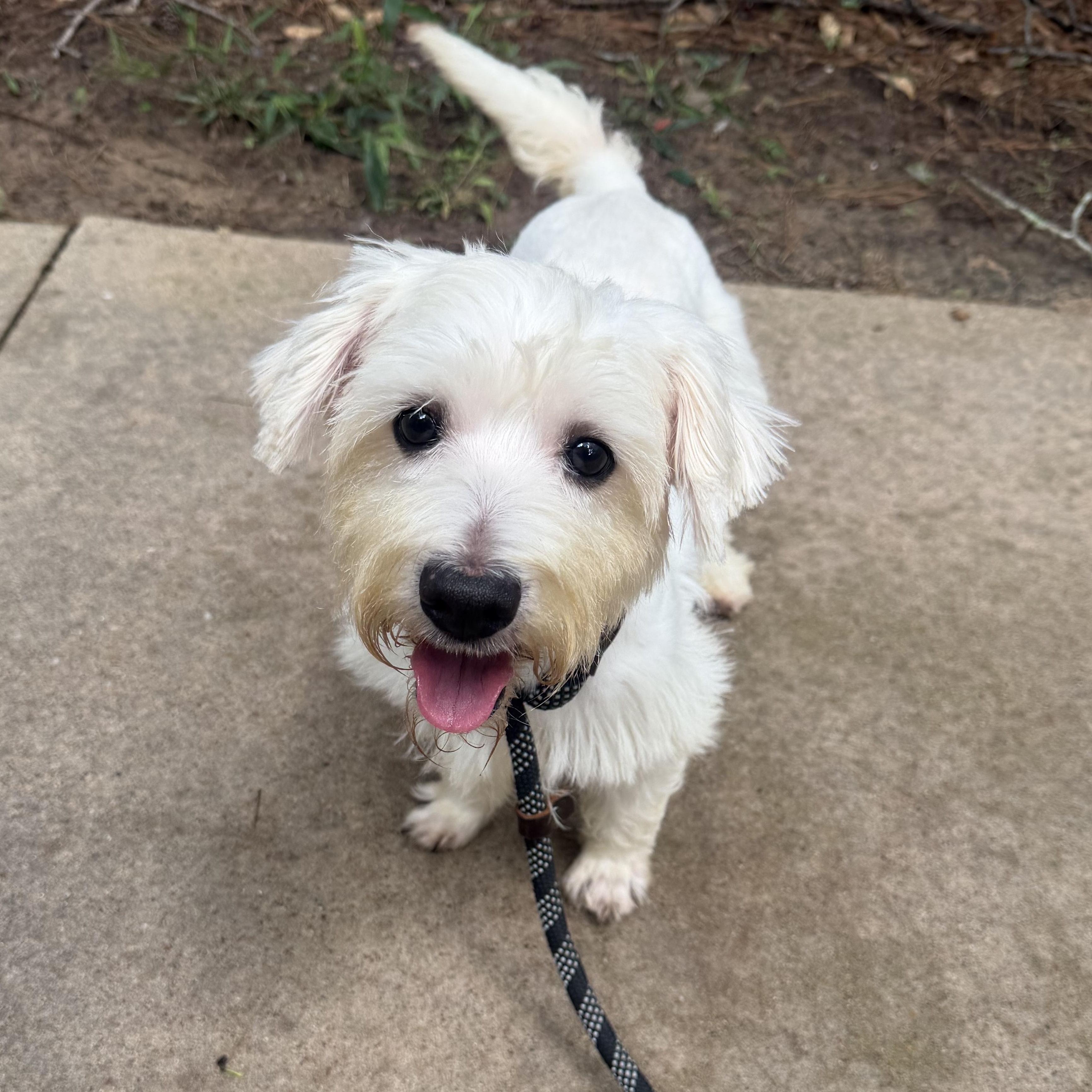 Enlarge Angel, a Adoptable West Highland White Terrier / Westie in Spring, TX image 4/5