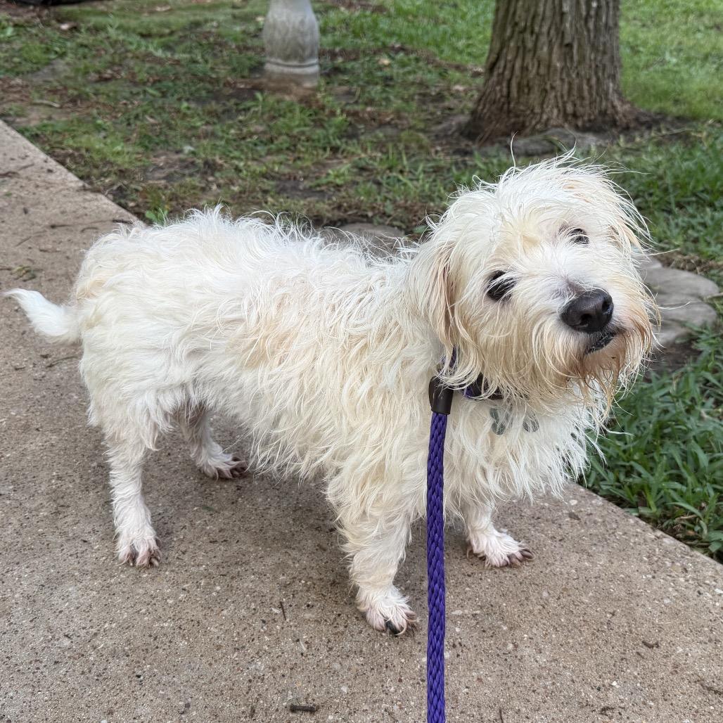 Enlarge Angel, a Adoptable West Highland White Terrier / Westie in Spring, TX image 5/5