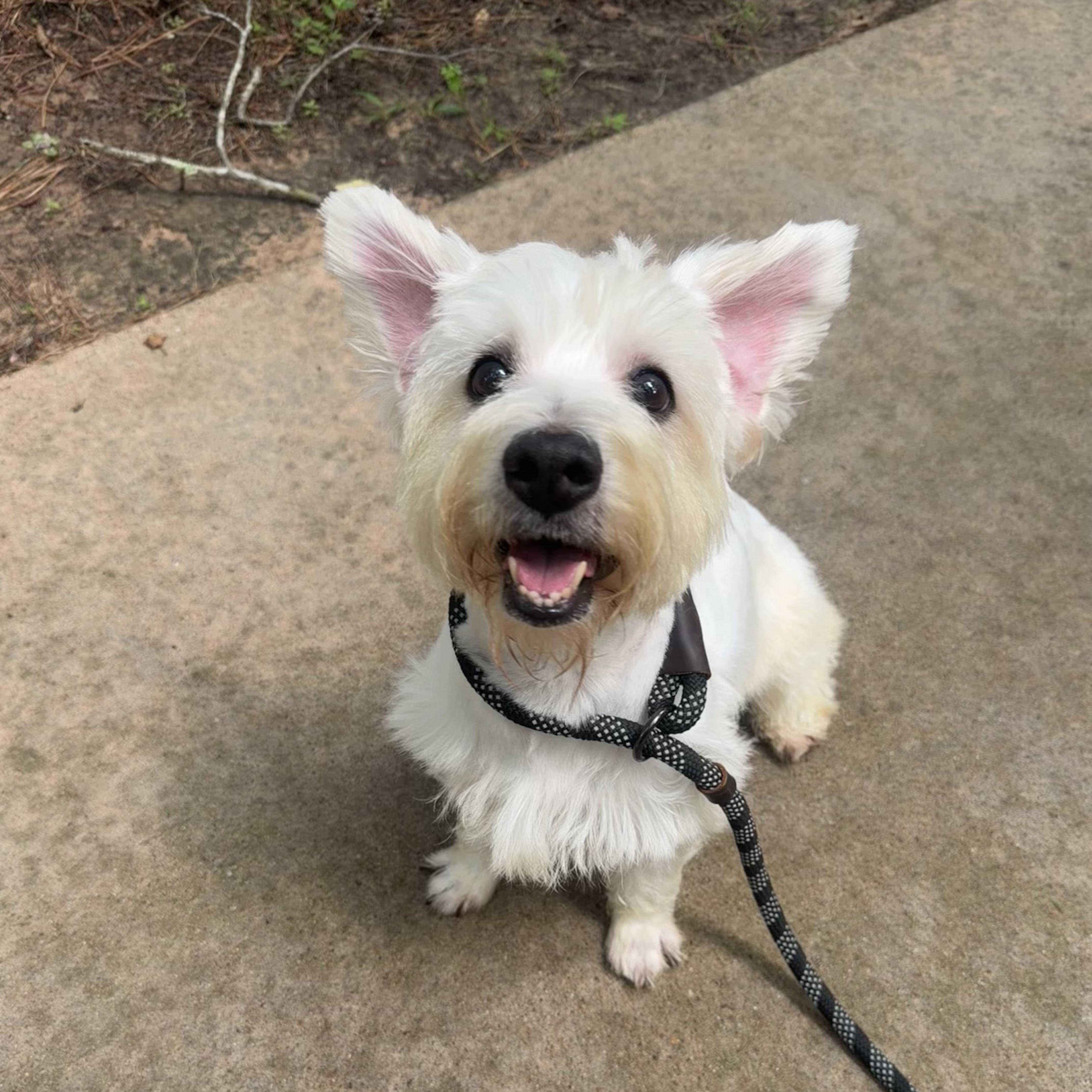 Enlarge Angel, a Adoptable West Highland White Terrier / Westie in Spring, TX image 1/5