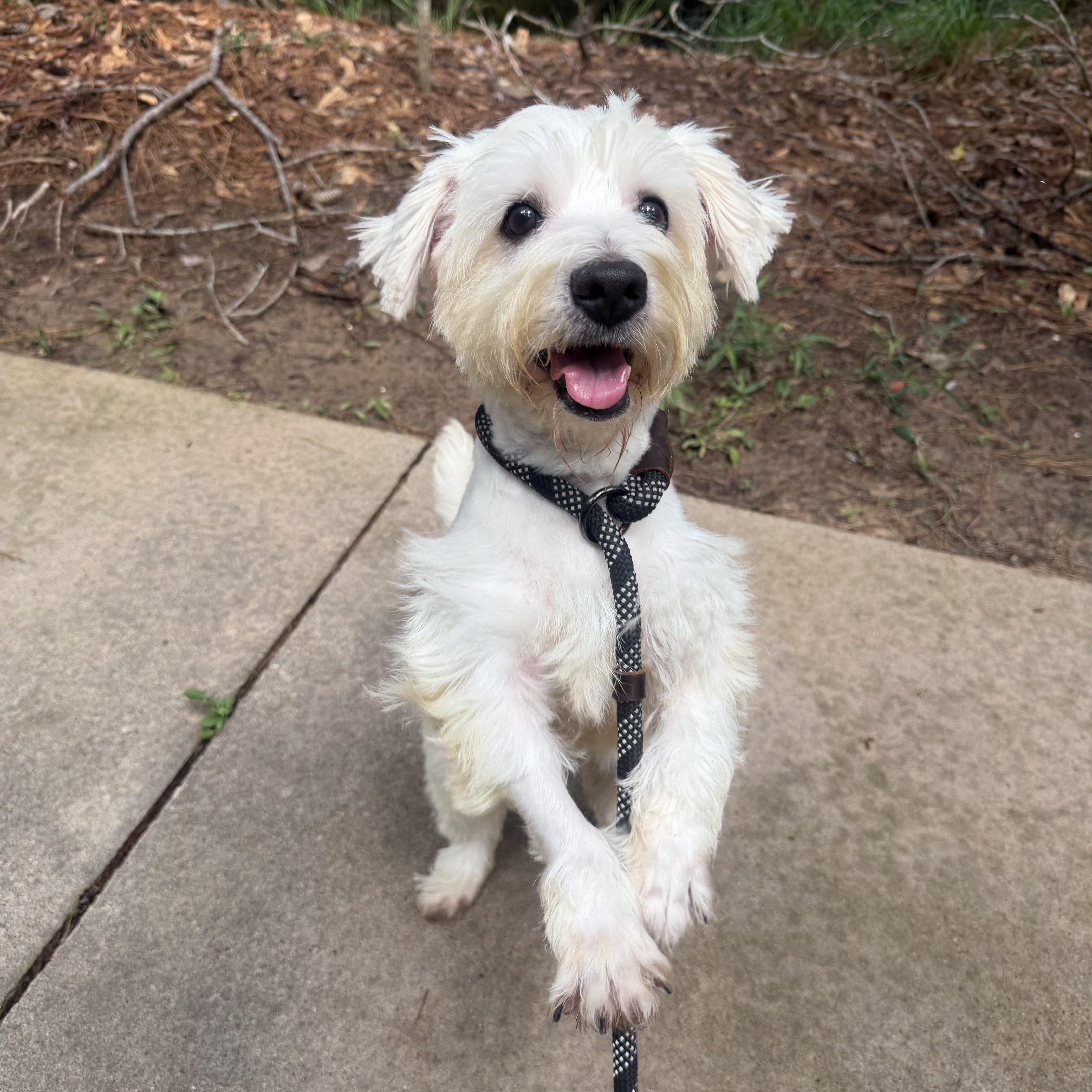 Enlarge Angel, a Adoptable West Highland White Terrier / Westie in Spring, TX image 3/5
