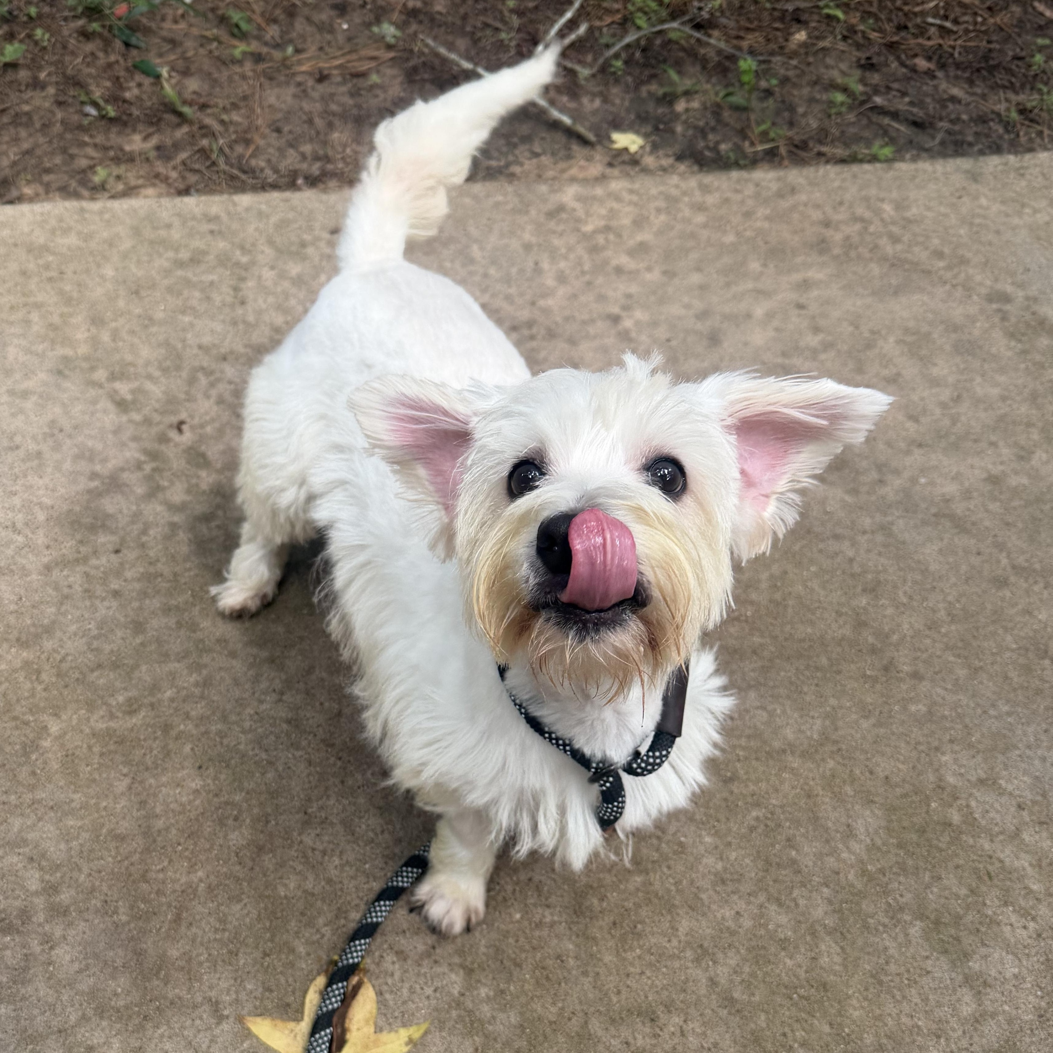 Enlarge Angel, a Adoptable West Highland White Terrier / Westie in Spring, TX image 2/5