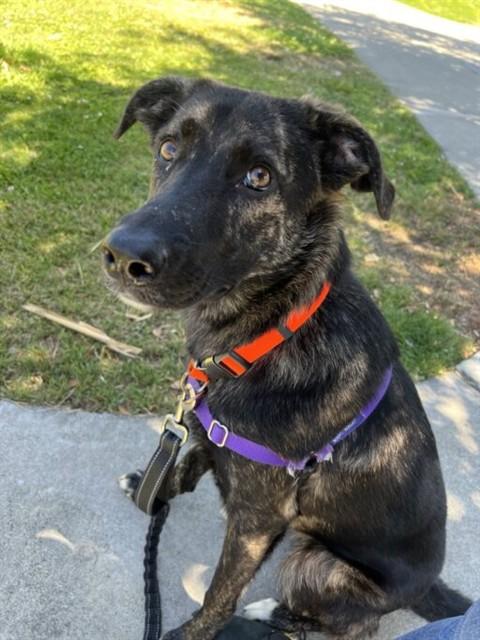 CALLIE, Adoptable, Young Female German Shepherd Dog & Mixed Breed.