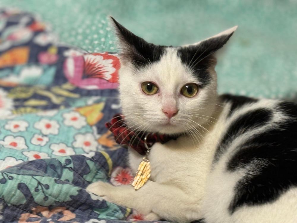 Bogart, Adoptable, Kitten Male Domestic Short Hair.