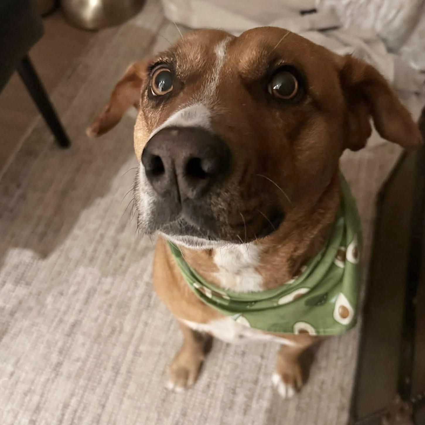 Felice, a ADOPTABLE mixed breed in Aurora, ON image 1/6