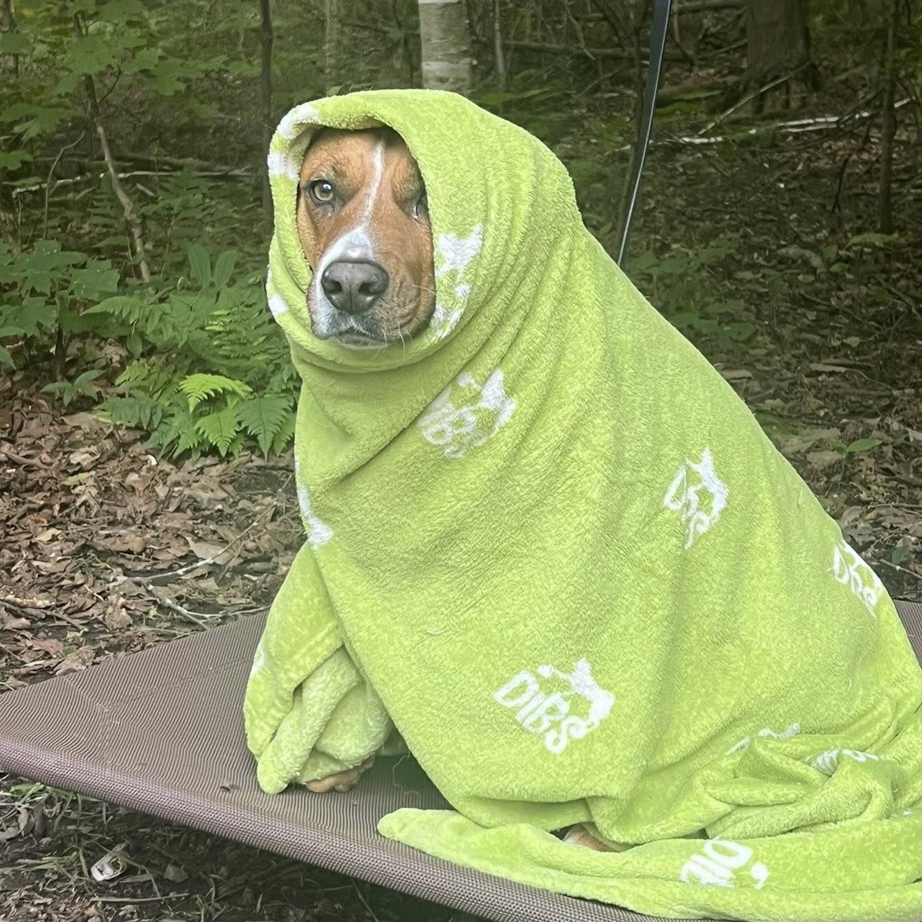 Felice, a ADOPTABLE mixed breed in Aurora, ON image 5/6