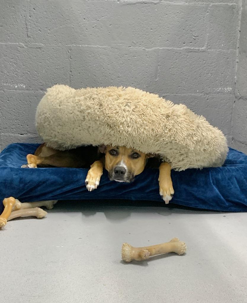 Enlarge Babycakes, a Adoptable mixed breed in Fort Lauderdale, FL image 3/4