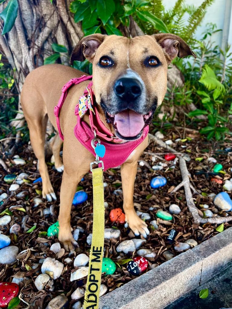 Enlarge Babycakes, a Adoptable mixed breed in Fort Lauderdale, FL image 4/4