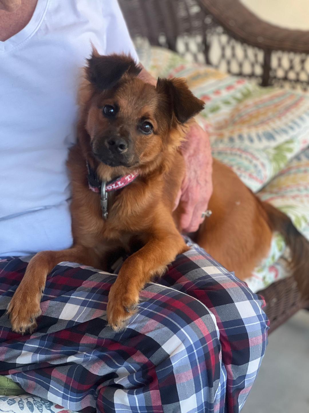 Monte-Foster Home Needed