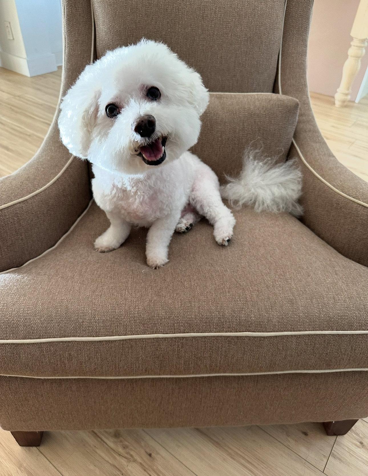 Enlarge Dude *BONDED* with Little Buddy, a Adoptable Bichon Frise in Sanford, FL image 1/1